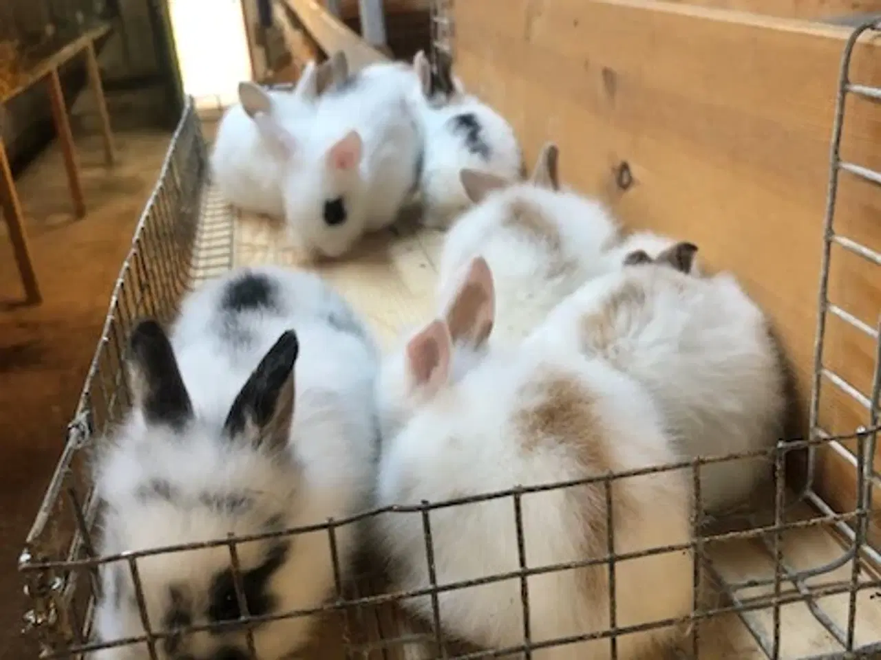 Billede 1 - dværgKaninunger