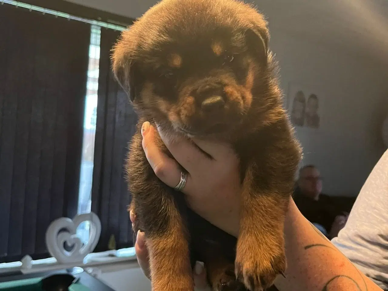 Billede 8 - Ægte Rottweiler 