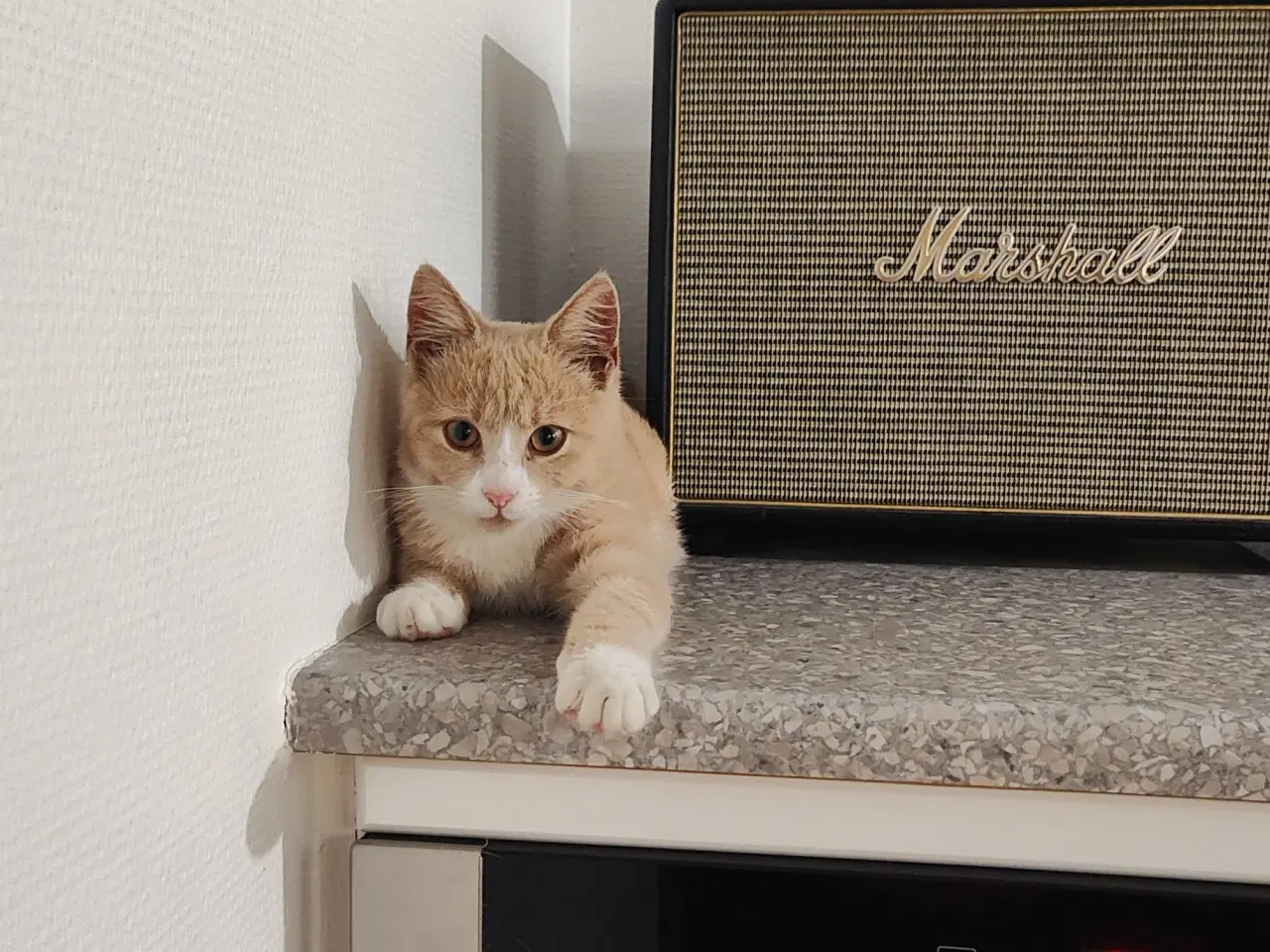 Billede 4 - Killinger