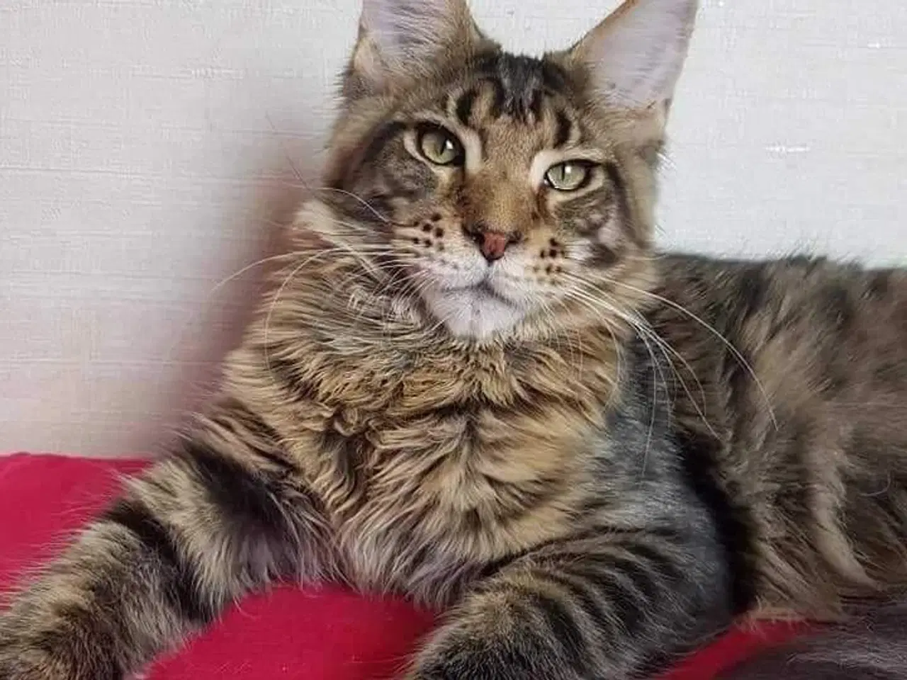 Billede 8 - Maine coon 