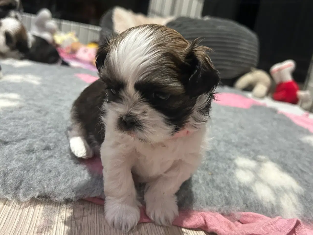 Billede 6 - Shih tzu hvalpe 