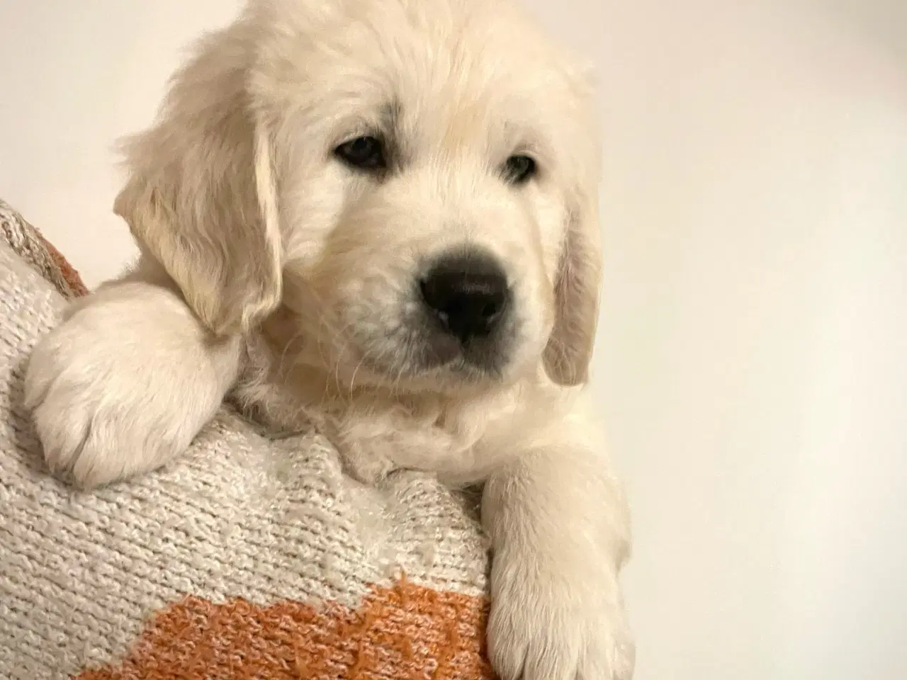 Billede 1 - GOLDEN RETRIEVER HVALPE, Dansk Kennel Klub Stambog