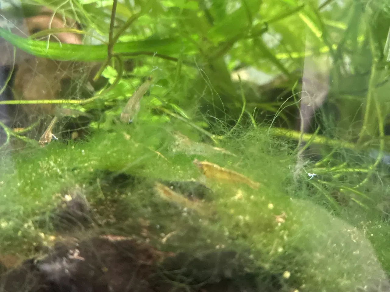 Billede 2 - 🦐 Neocaridina-rejer til salg – sunde og aktive! 