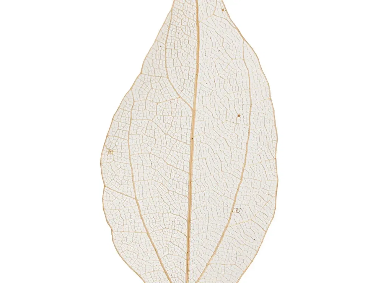 Billede 1 - Skeletblade 4,5-8 cm - 20 stk. Naturlig Dekoration