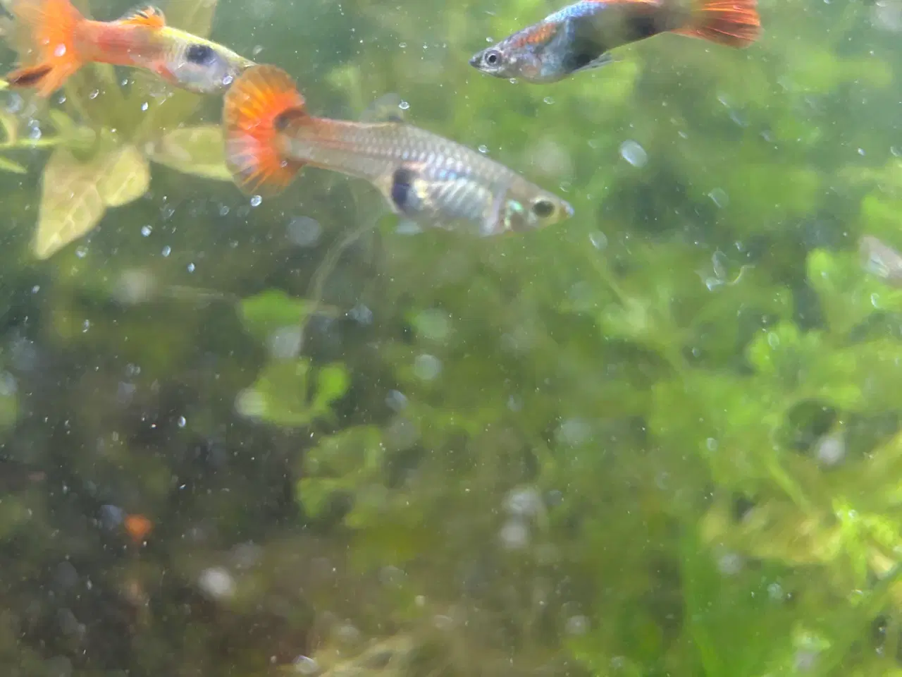 Billede 8 - Guppy unger, 6stk.