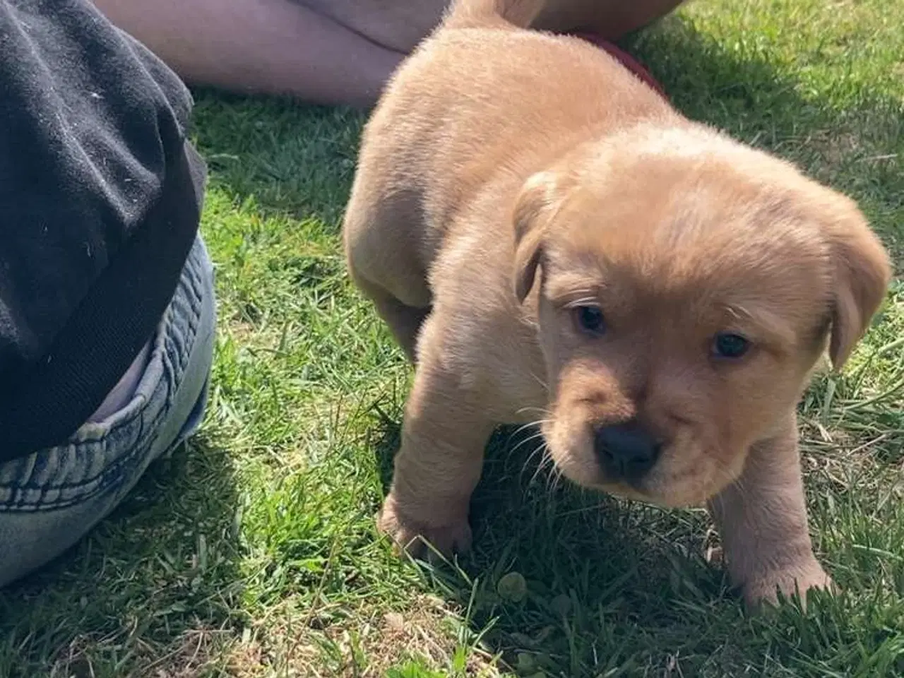 Billede 3 - Blandings Hvalpe 3/4 labrador 1/4 chow chow