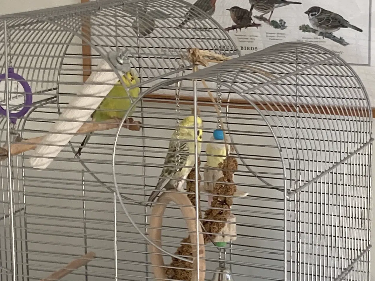 Billede 7 - Undulater 2 stk