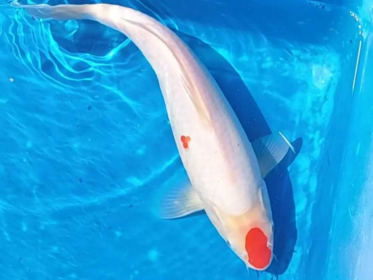 Billede 1 - Koi 35 cm