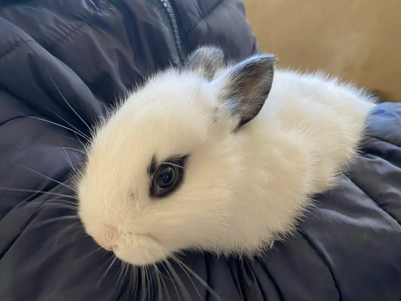 Billede 2 - Søde kaniner