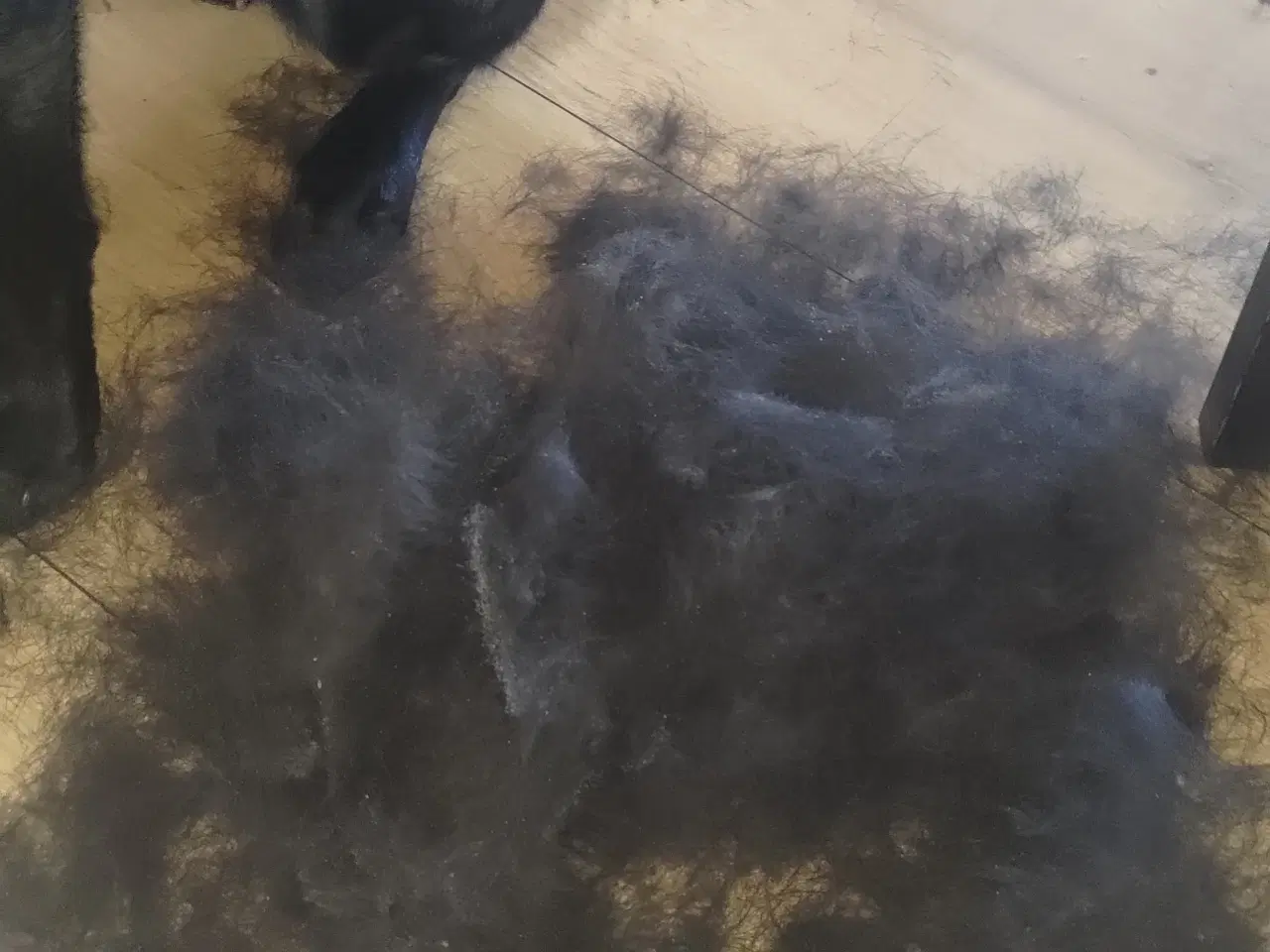 Billede 12 - Hundefrisør/trimming/groomer 