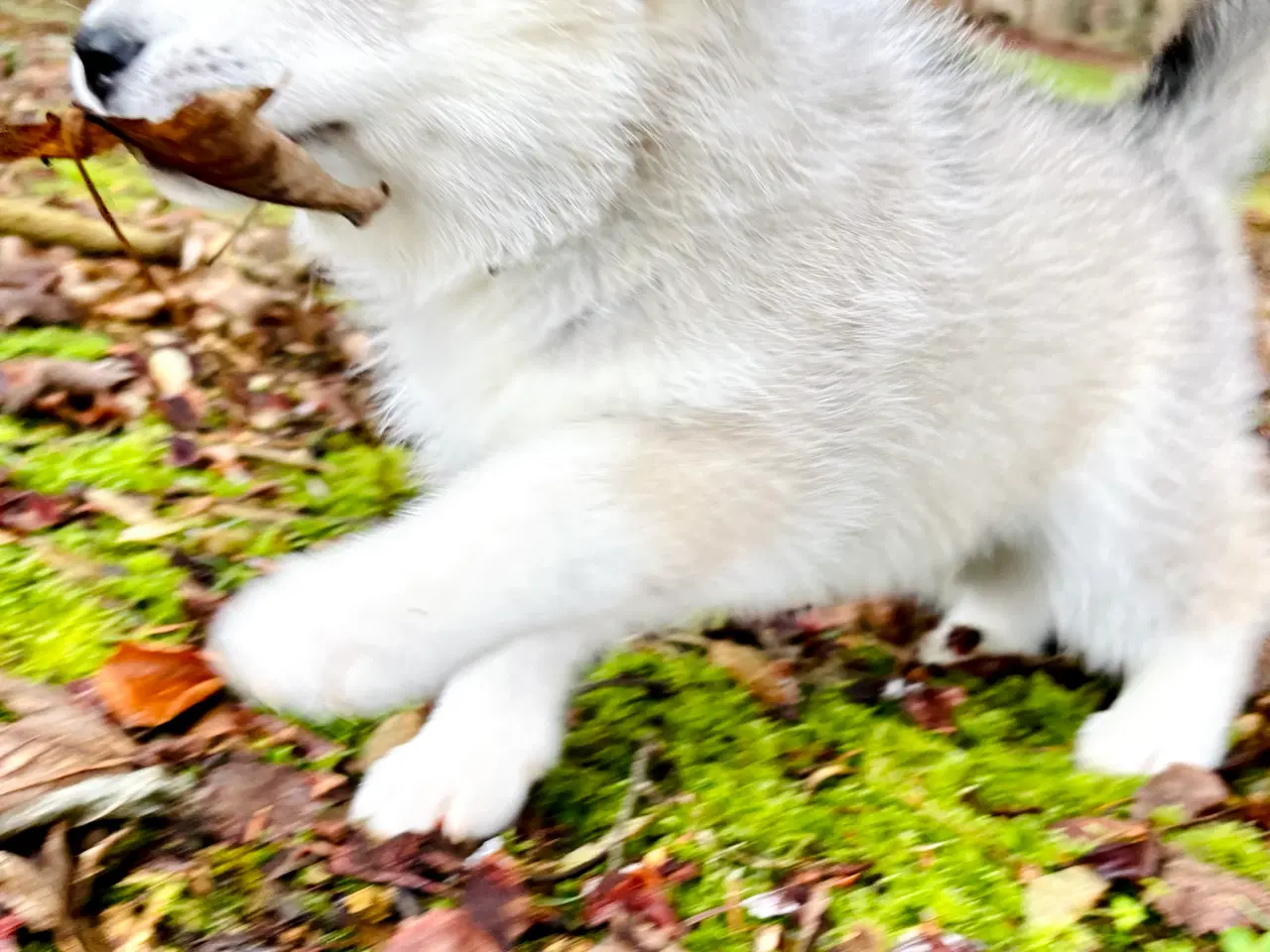 Billede 8 - Hundehvalpe, Siberian Husky / Samojede hvalpe