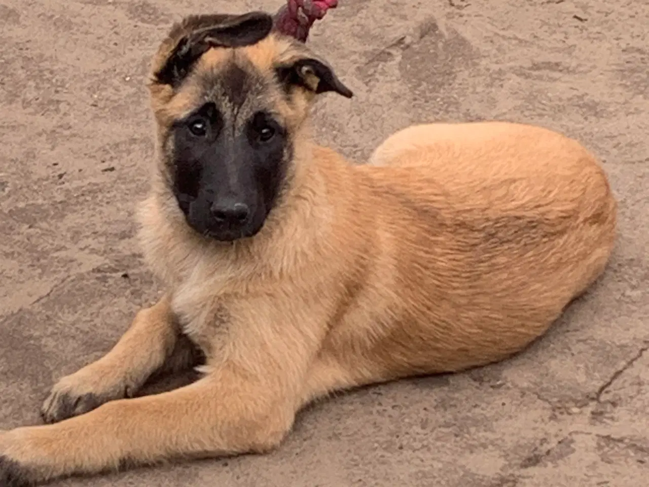 Billede 1 - Hunde hvalpe 