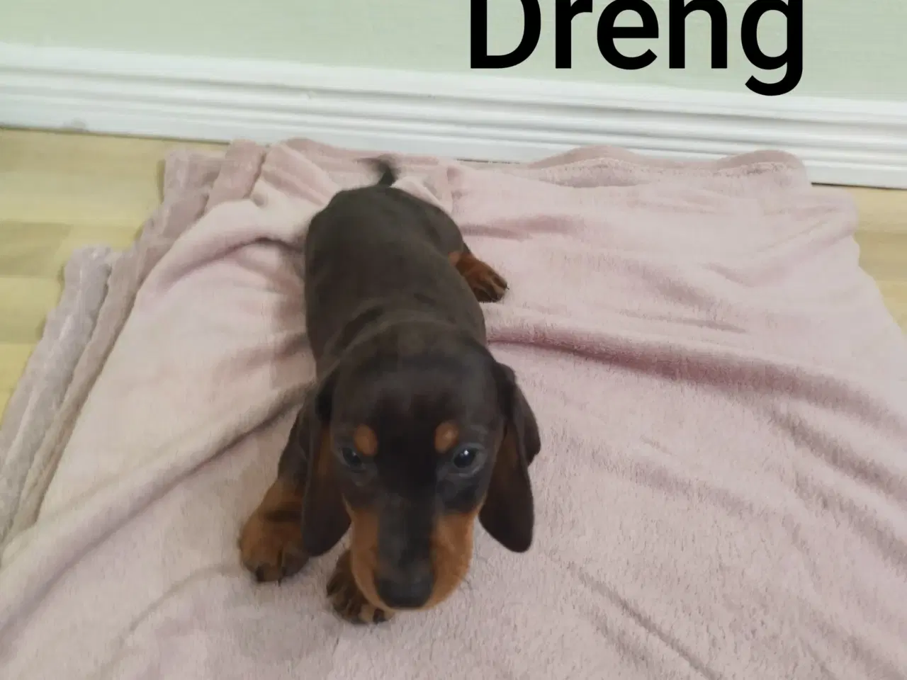 Billede 8 - korthåret dværg gravhunde hvalpe harlekin