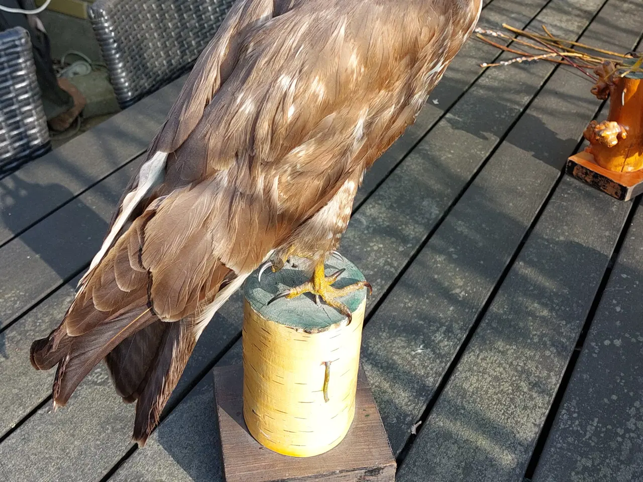 Billede 4 - Udstoppet musvåge