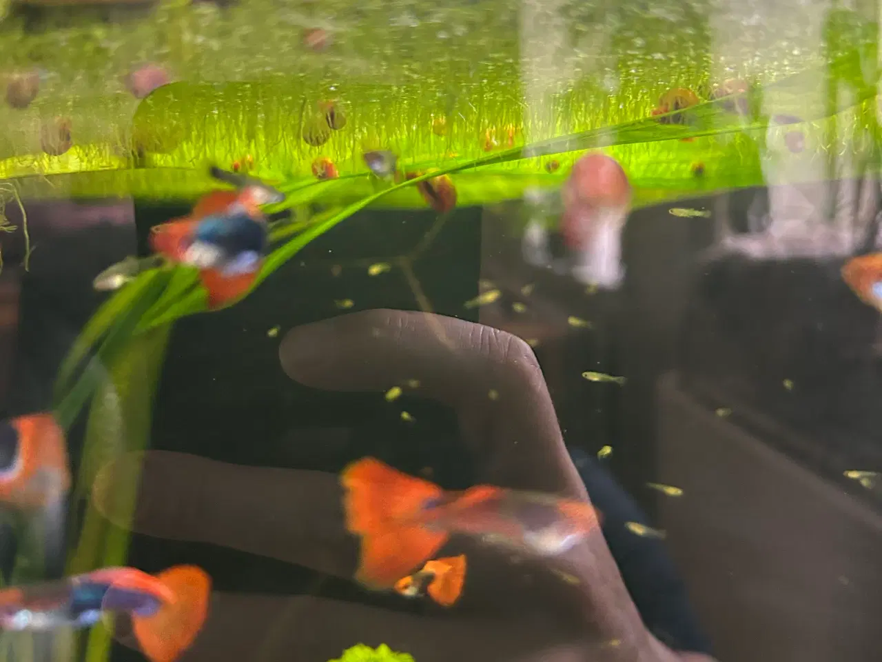 Billede 13 - ❤️🐟 Rednose Dumbo Guppy – Smuk Kontrast (unger)