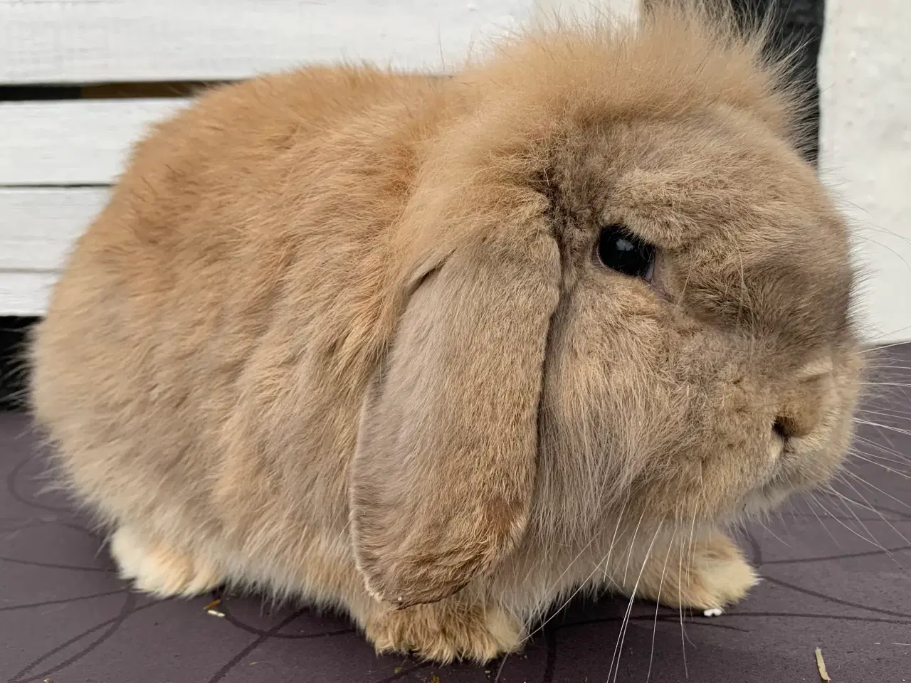 Billede 5 - Lionlop gul han 4 år gammel