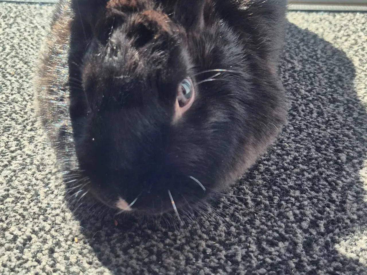 Billede 7 - kaniner til sælg med tilbehør.