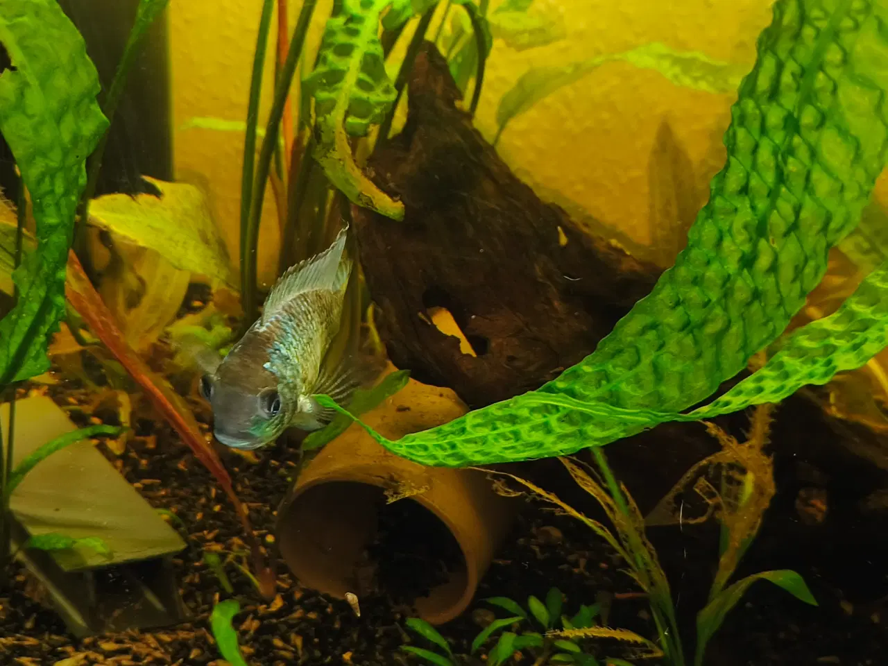 Billede 3 - Electric blue acara hun 