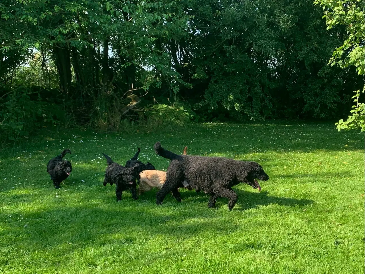 Billede 12 - Mini Golden Doodle F1B babyer 