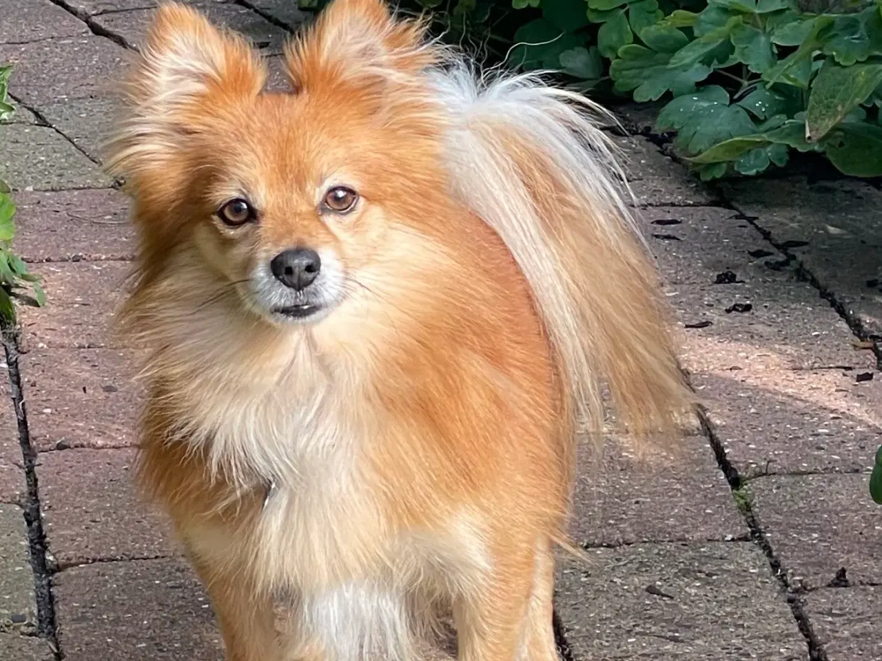 Billede 6 - Kærligste Milo 