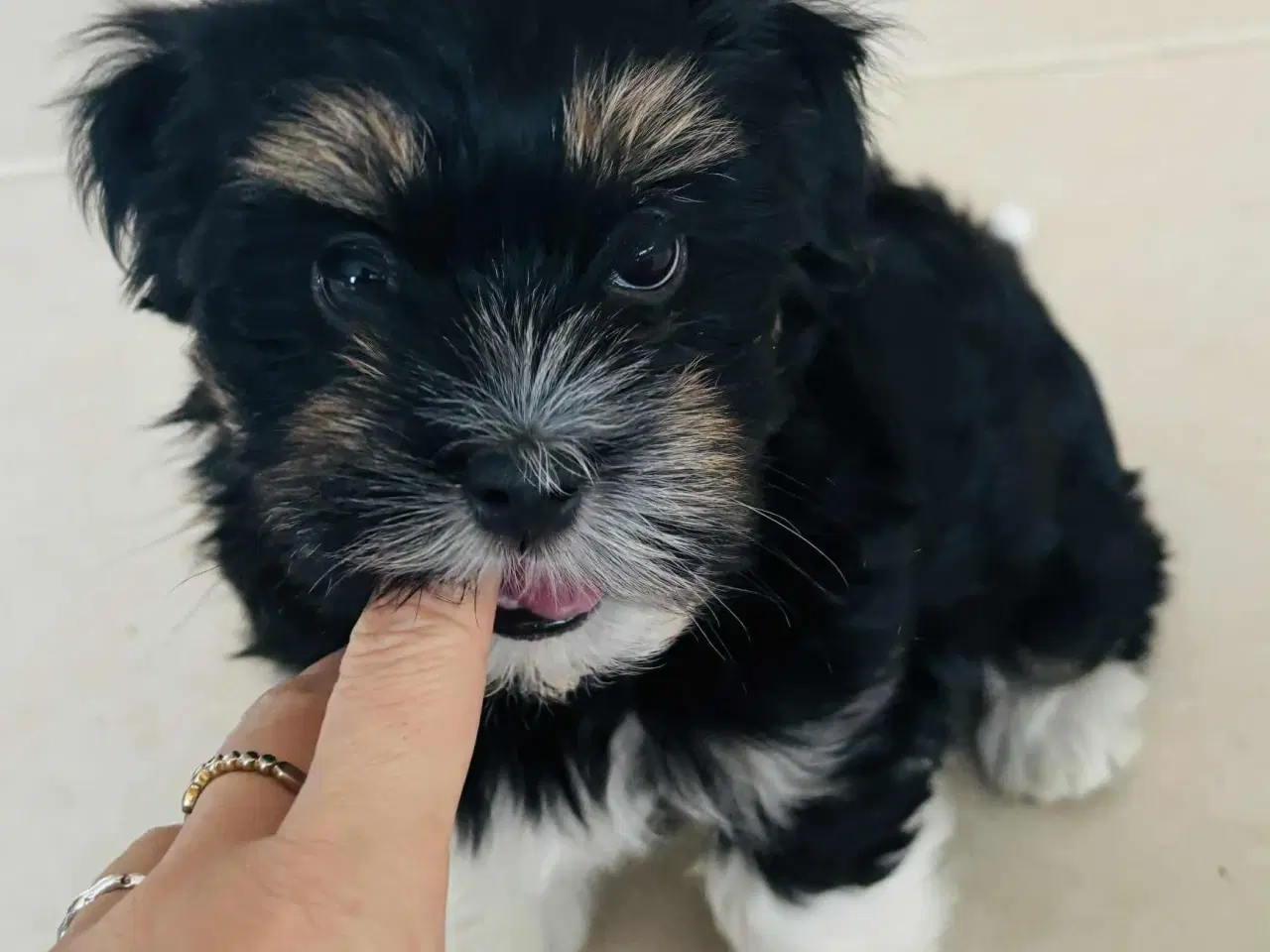 Billede 7 - Bischon havanaise pige med DKK plus tavle 