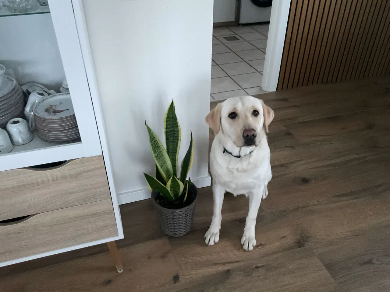 Billede 5 - Hvalpe på vej