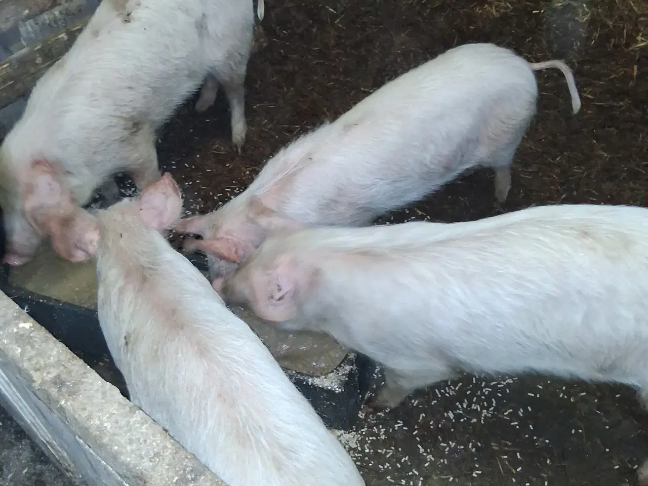 Billede 1 - Grise sælges 