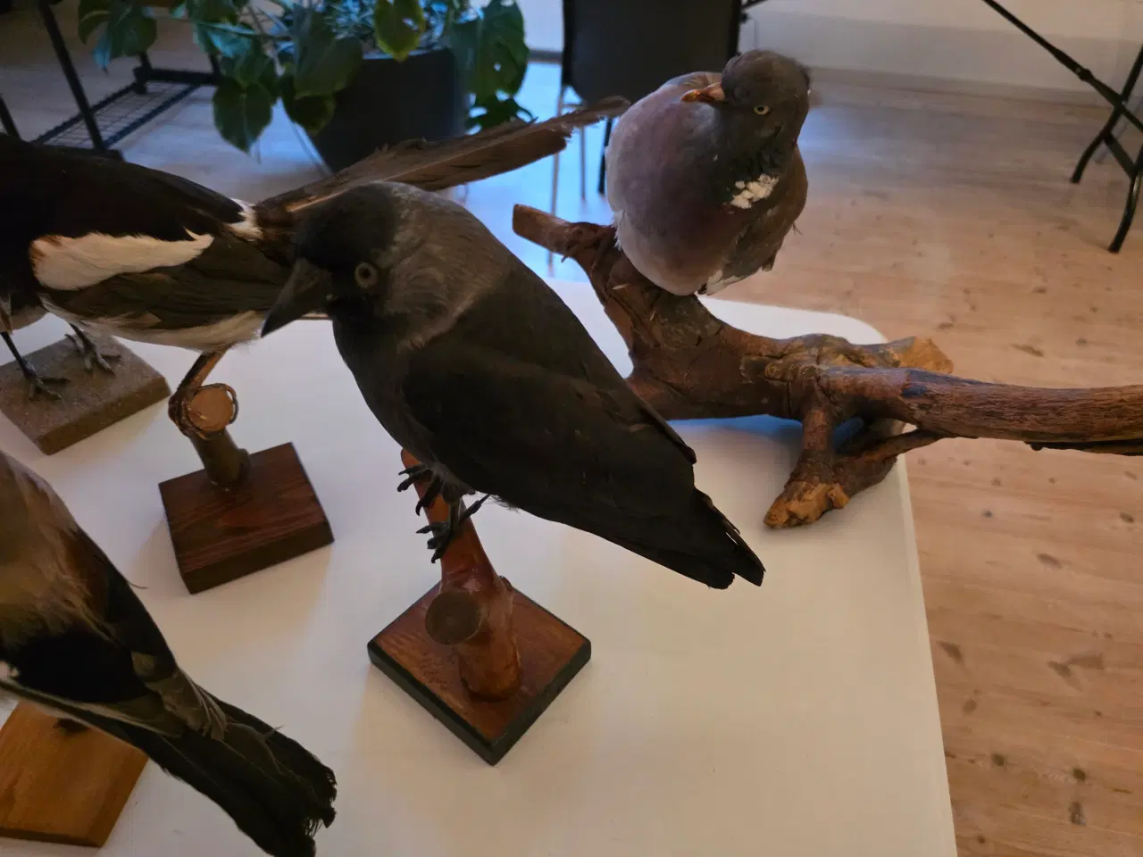 Billede 9 - Fasaner, Kragefugle og due, samlet eller opdelt