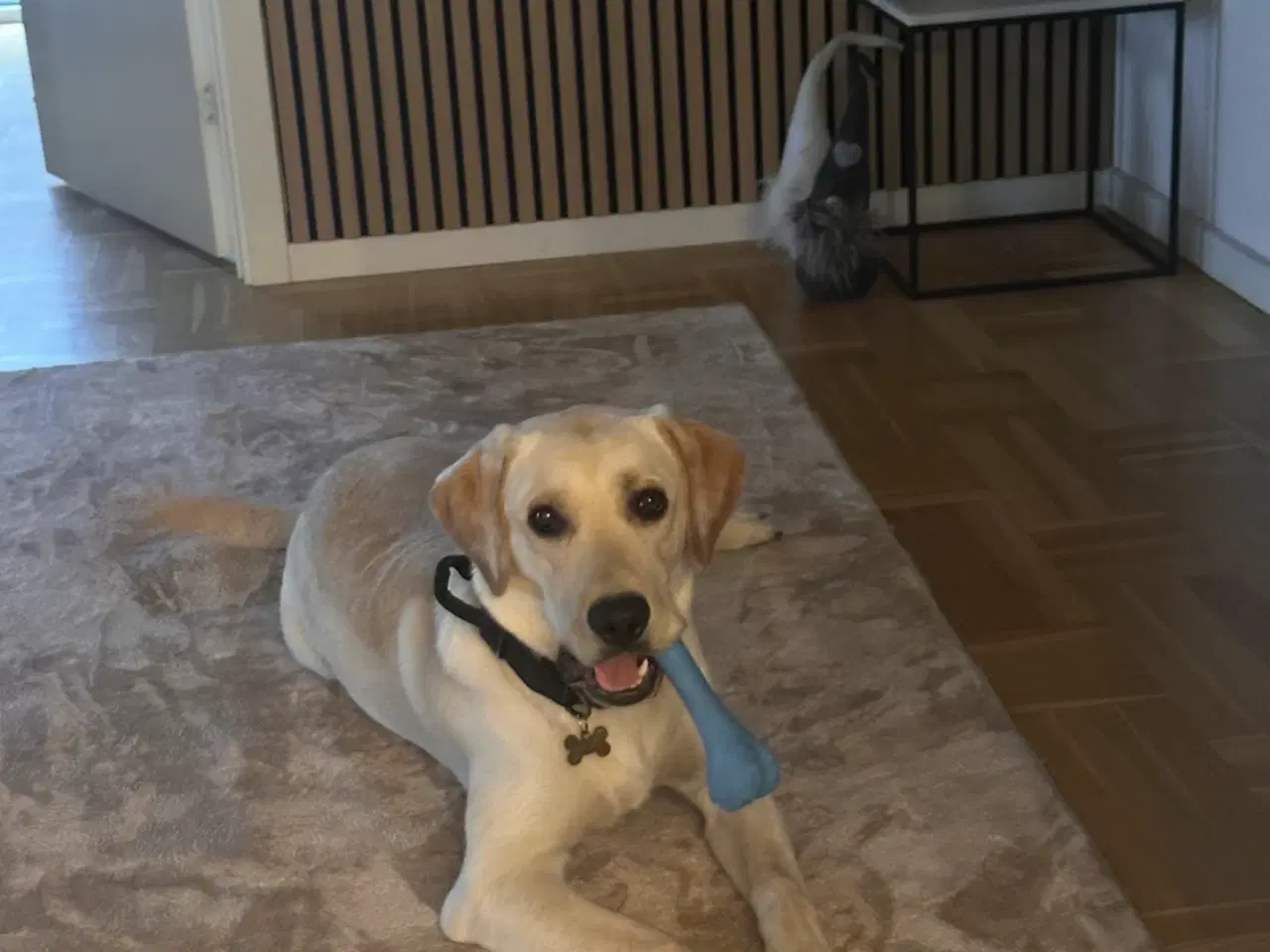 Billede 2 - Gul labrador hanhund