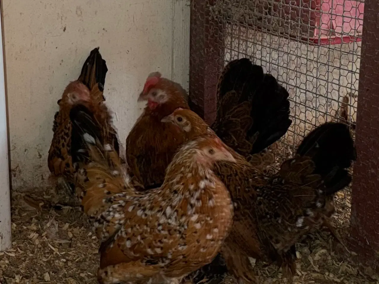 Billede 2 - Små blandinger af Mille fluer/ chabo