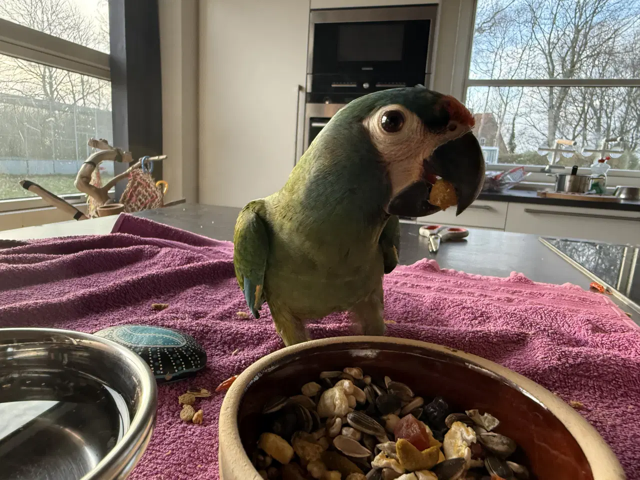 Billede 1 - rødrygget