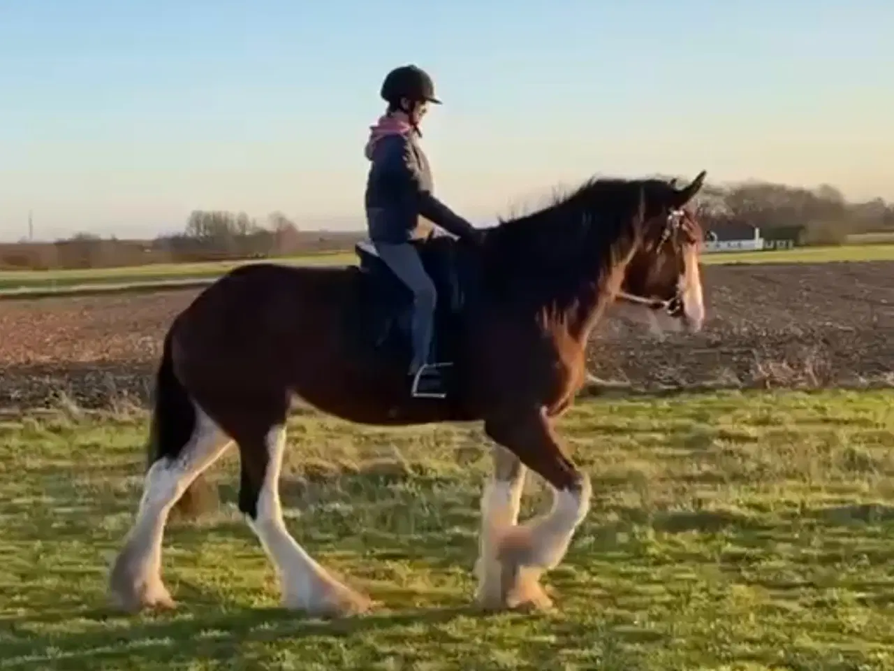 Billede 1 - Sjælden mulighed for at blive ejer af en CLYDESDAL