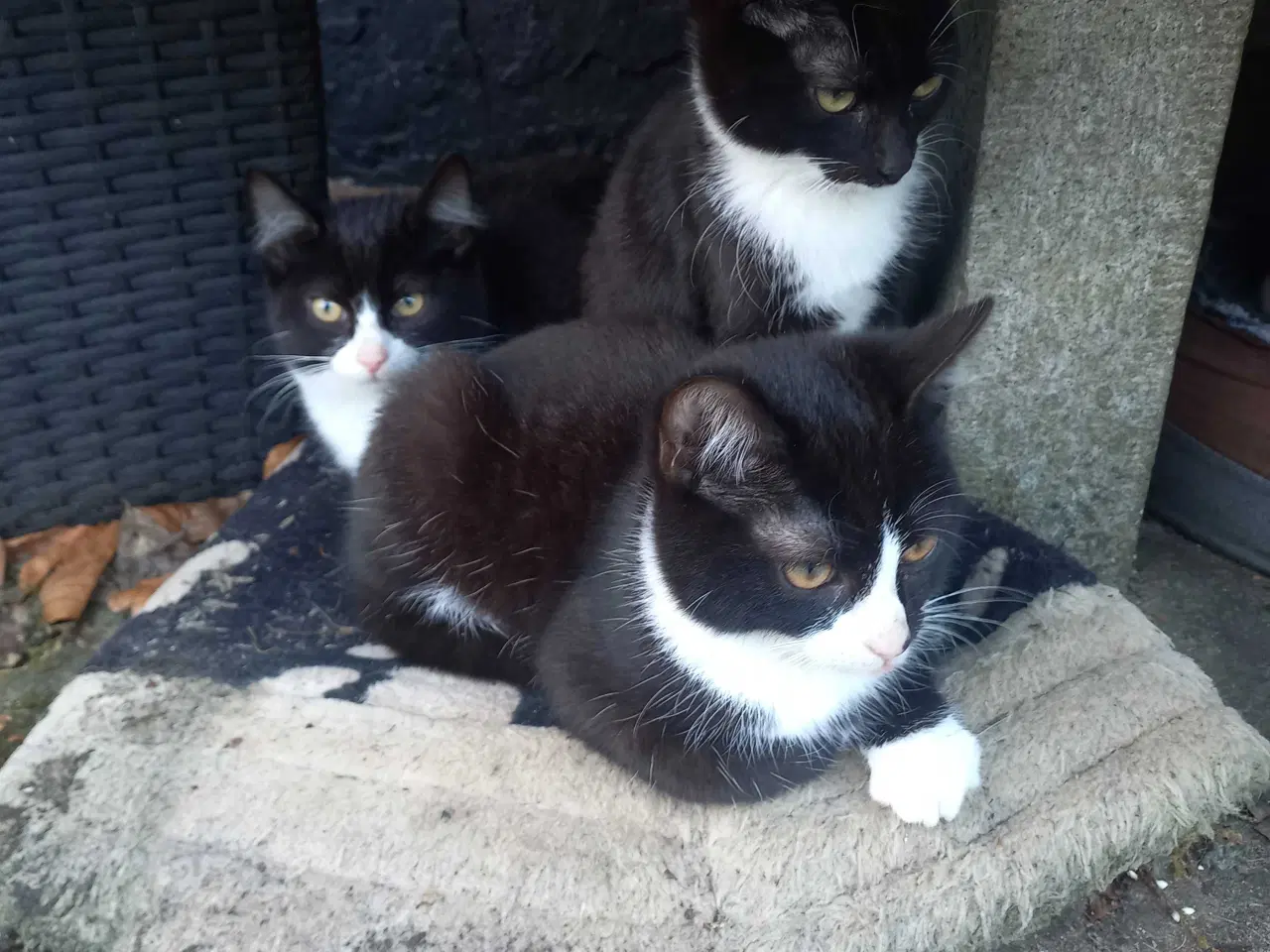 Billede 1 - Kattekillinger