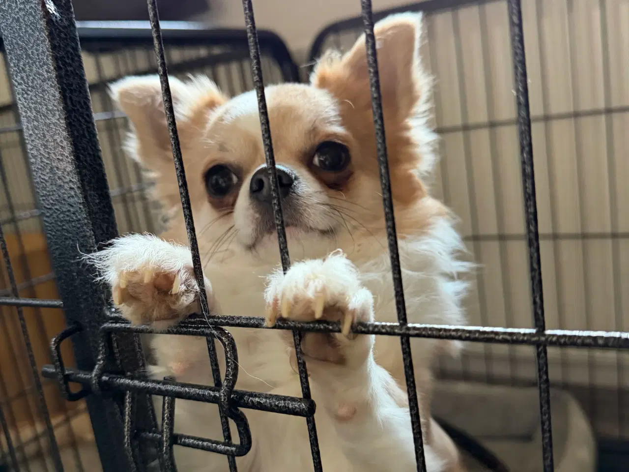 Billede 5 - Chihuahua med dkk stamtavle.