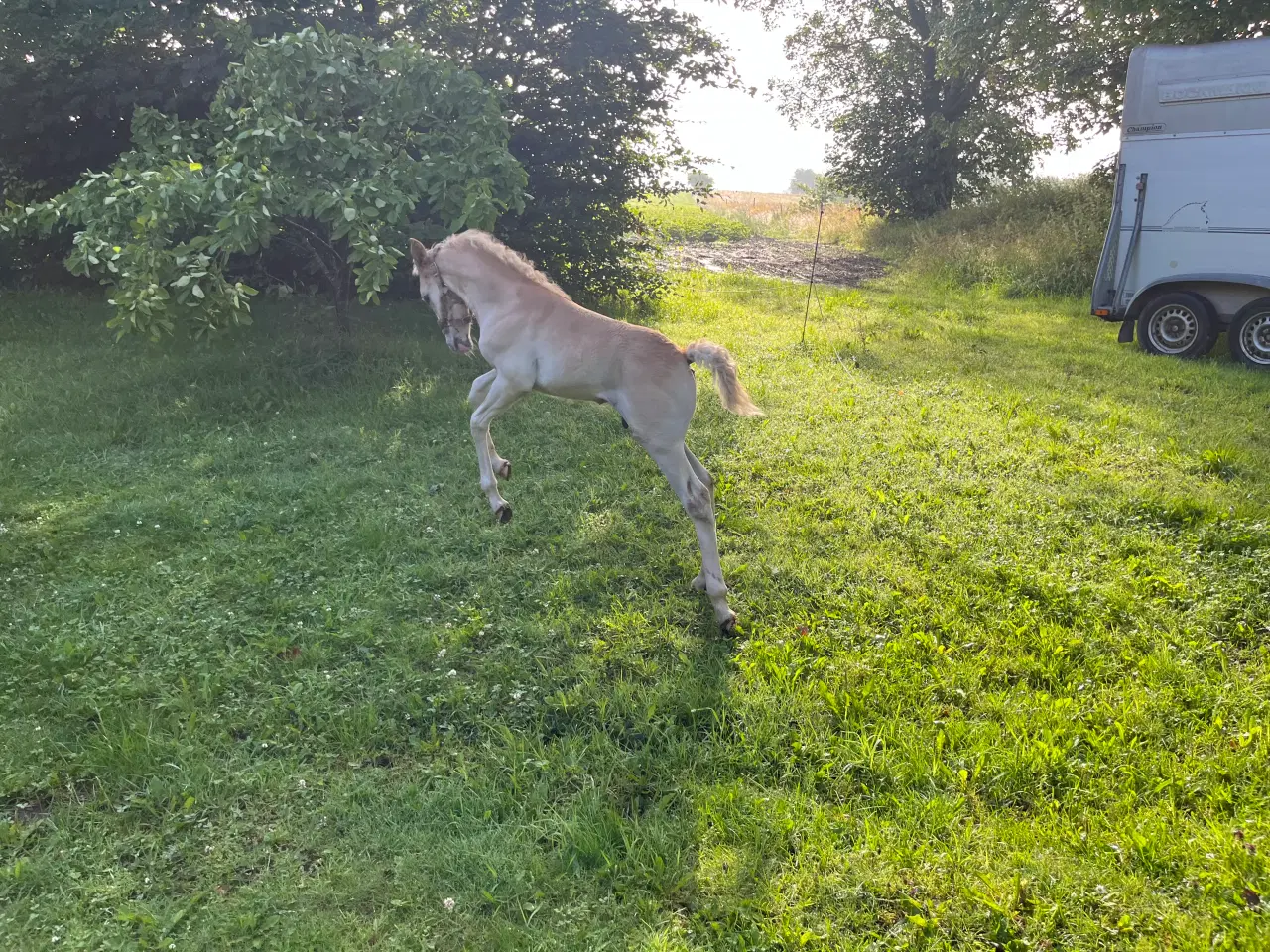 Billede 7 - Haflinger hingst 