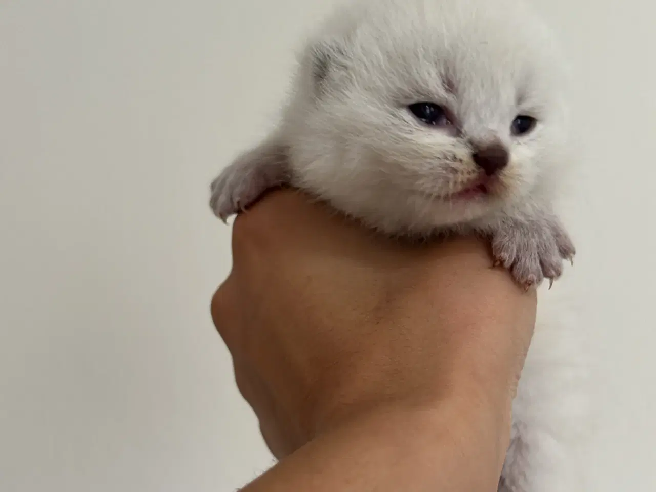 Billede 5 - British Shorthair killinger søger nyt hjem
