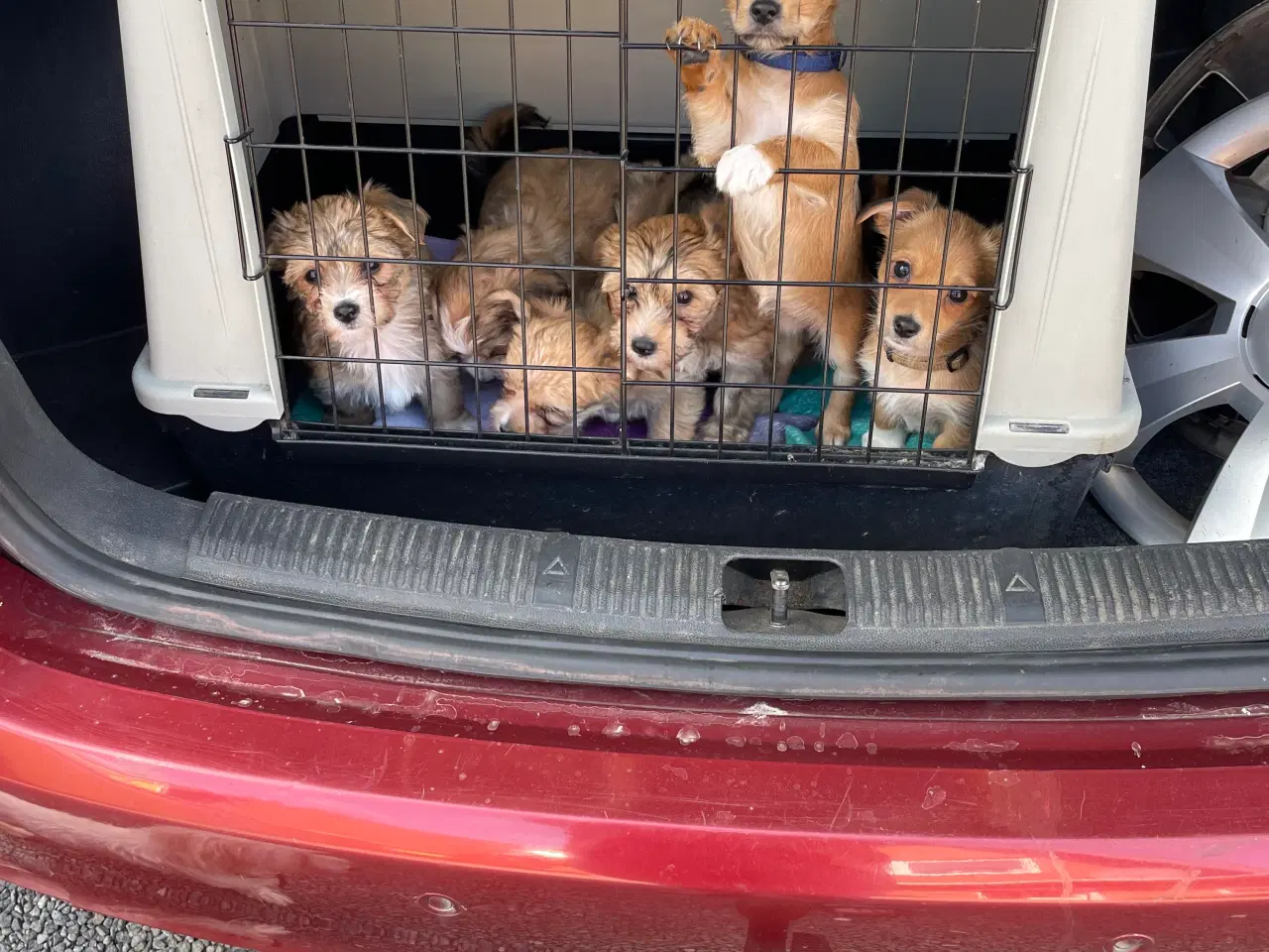 Billede 19 - Hundehvalpe 7 uger gamle få stk tilbage