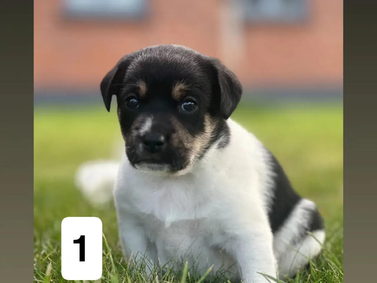 Billede 3 - Dansk svensk gårdhunde hvalpe søger nyt og kærligt