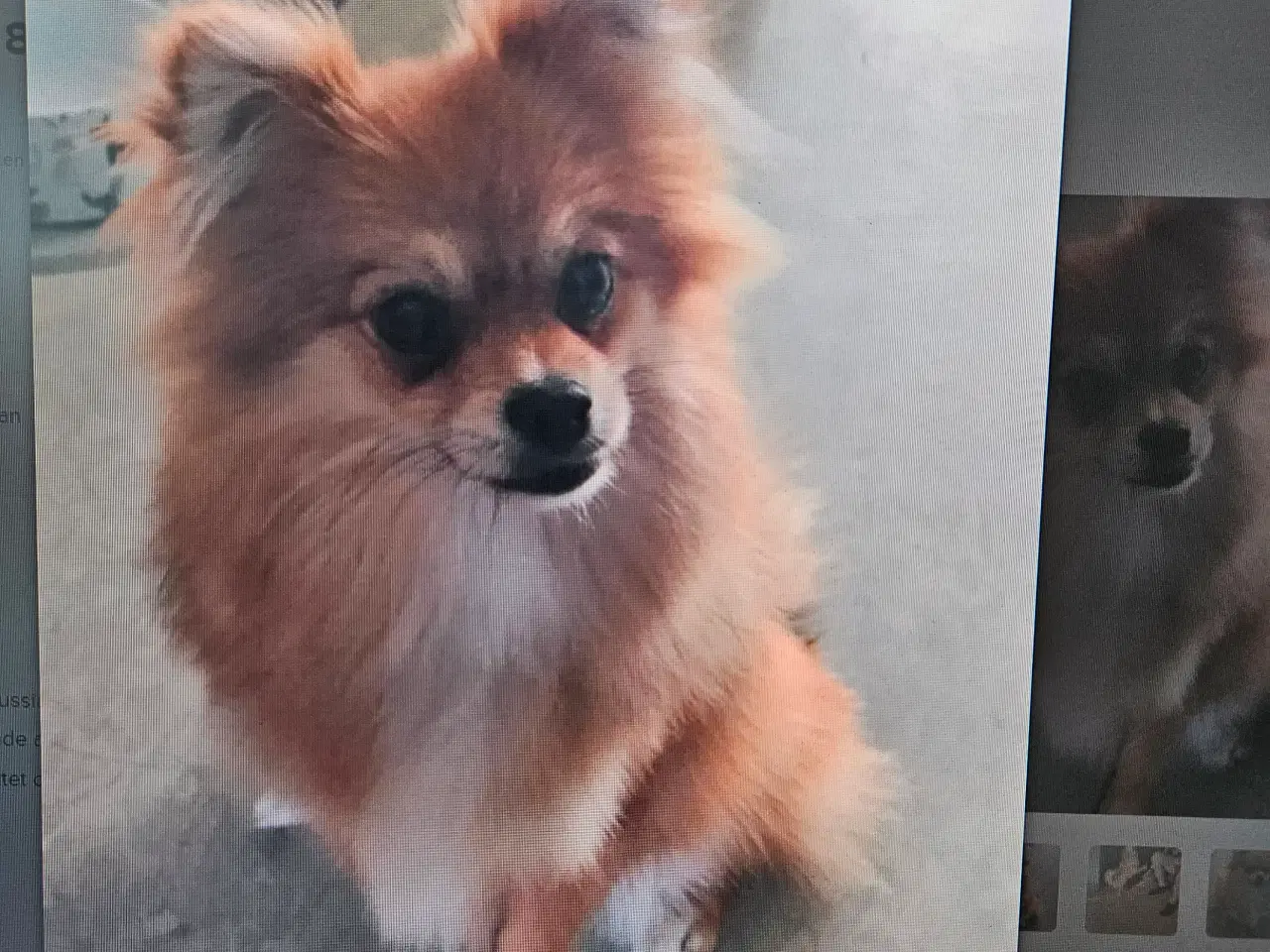 Billede 6 -  papillon og pomeranian creme farve hunde