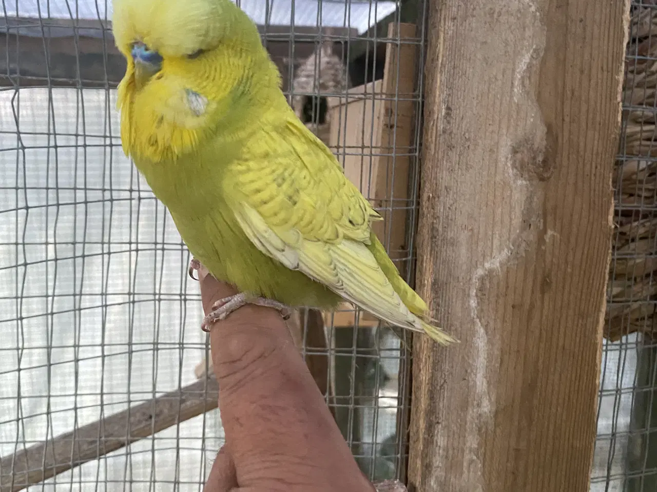 Billede 15 - Kanariefugl 