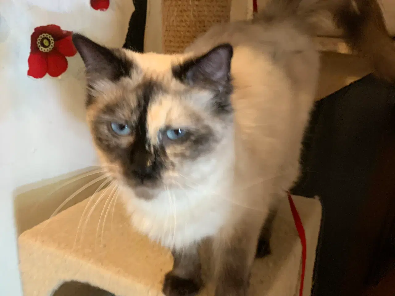 Billede 1 - Ragdoll - hun kat. 
