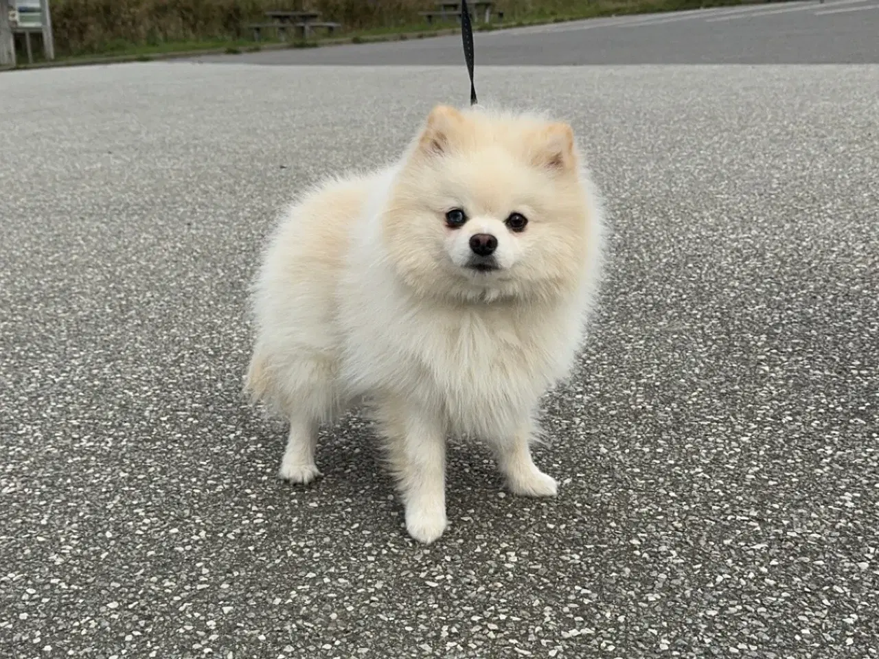 Billede 7 - Merle pomeranian 