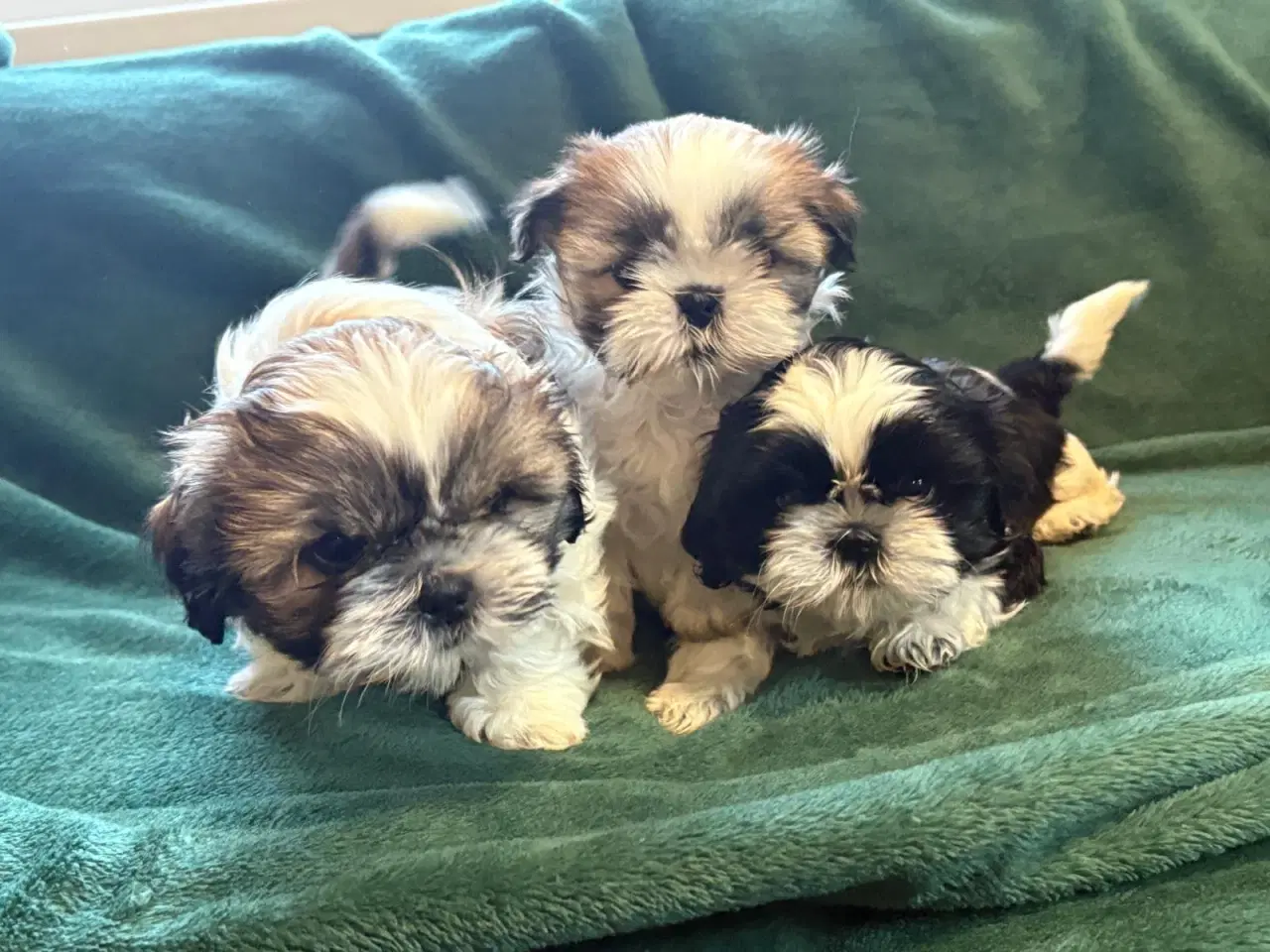 Billede 1 - Til salg Shih Tzu hvalpe født den 10. november.