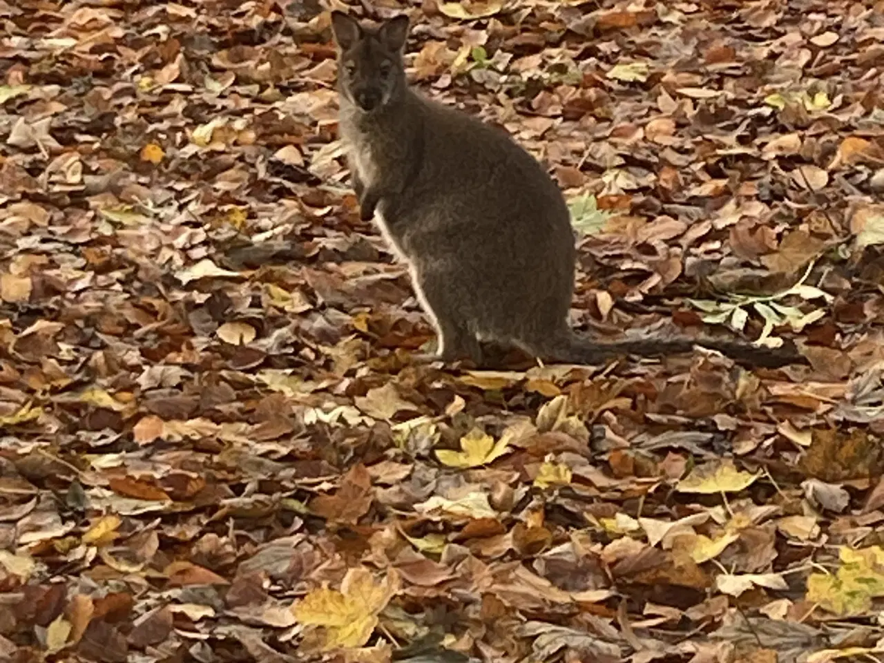 Billede 3 - Bennets kænguru 