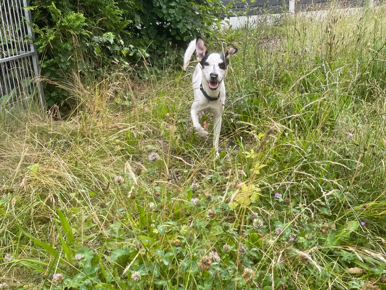 Billede 6 - Dansk svensk Gårdhund 
