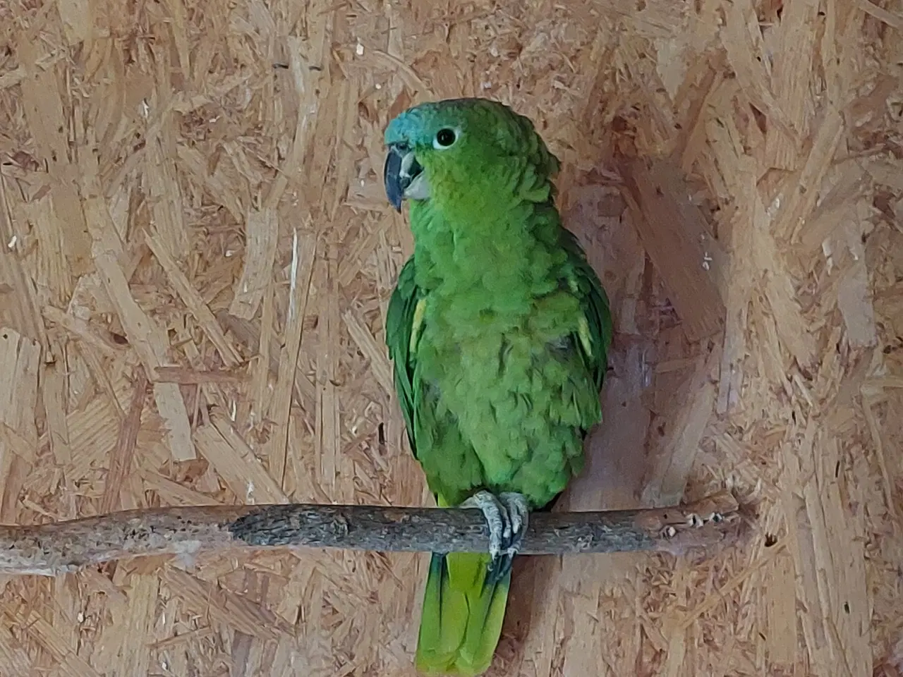 Billede 1 - Costa Rica Amazone Papegøje