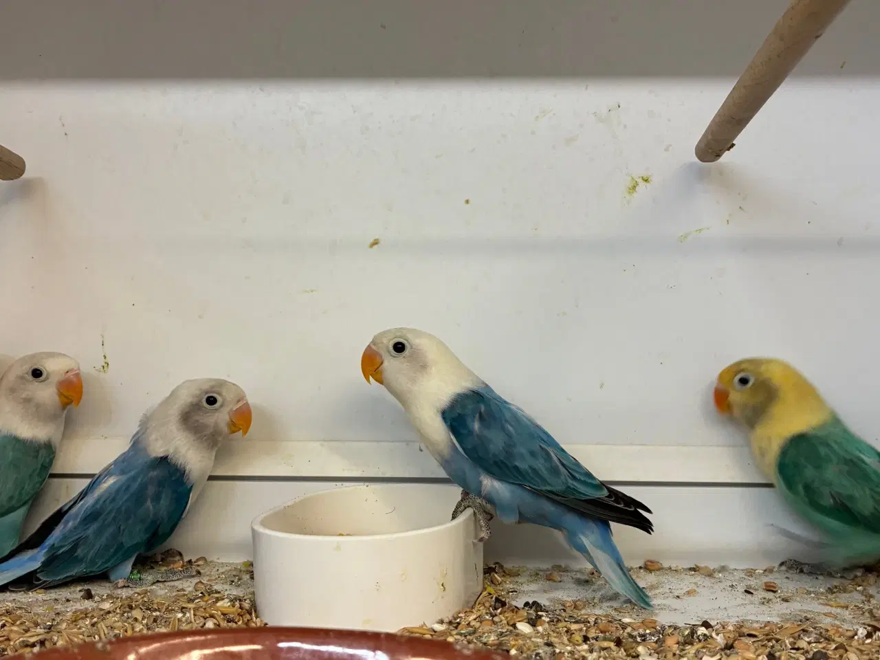 Billede 2 - Rødhovedet Dværgpapegøje