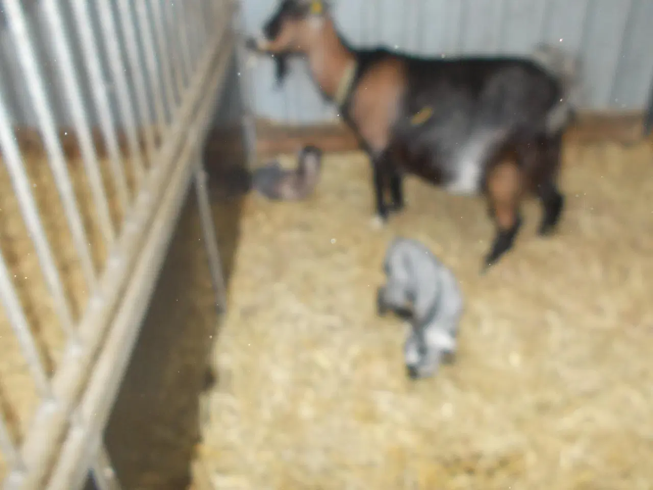 Billede 1 - afrikansk dværgged