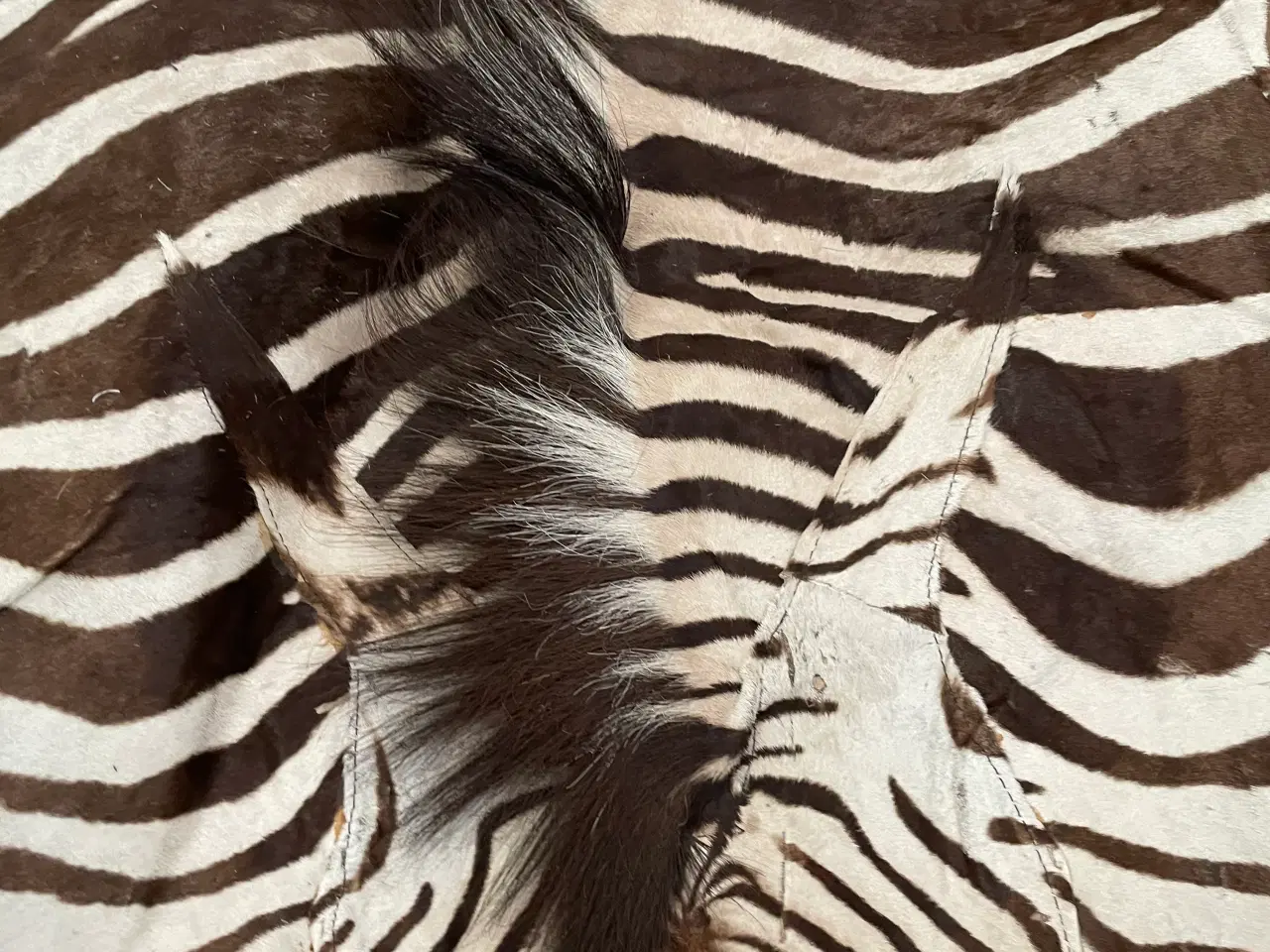 Billede 1 - Stort zebraskind 