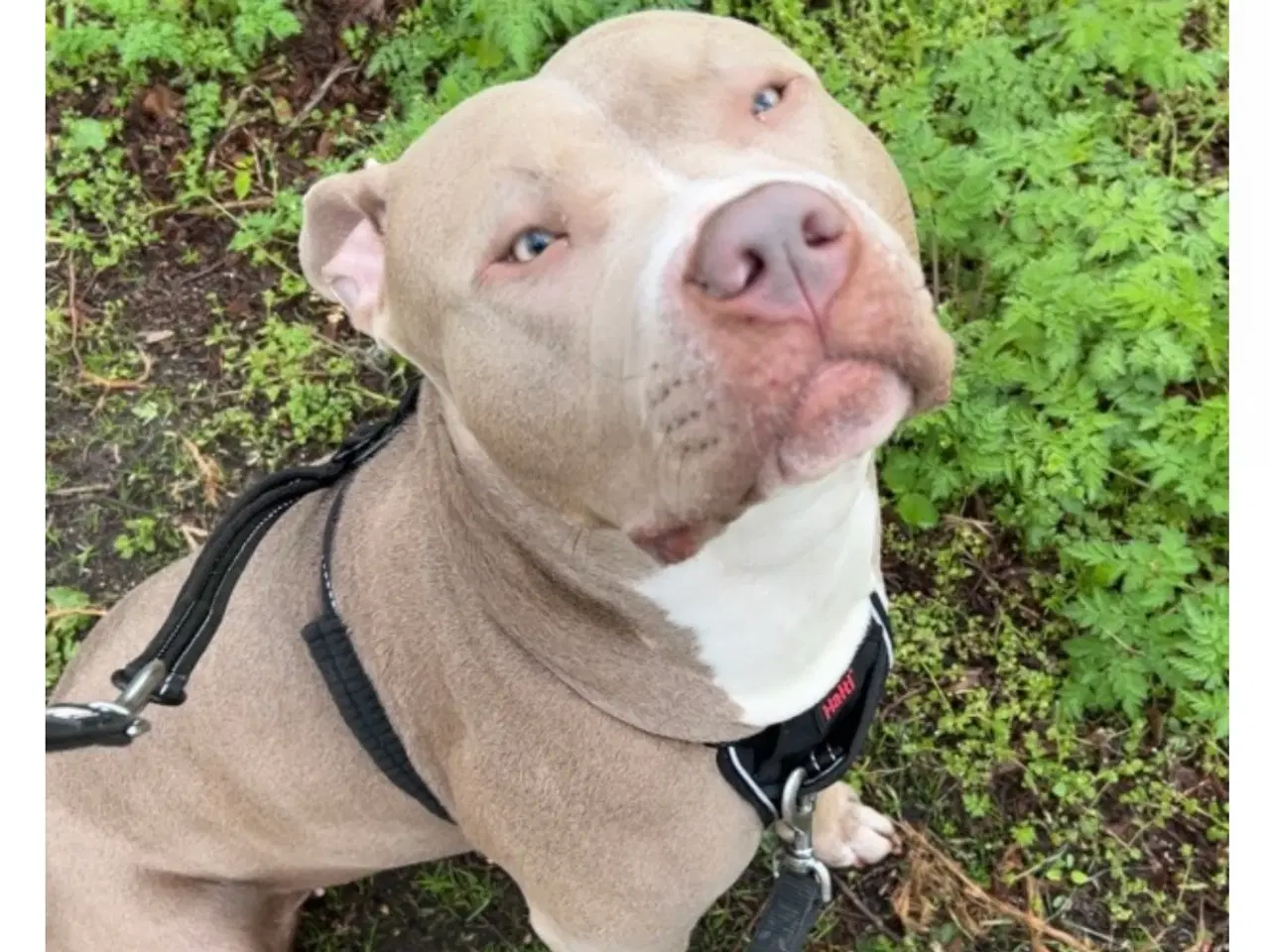 Billede 2 - Hund bully xl